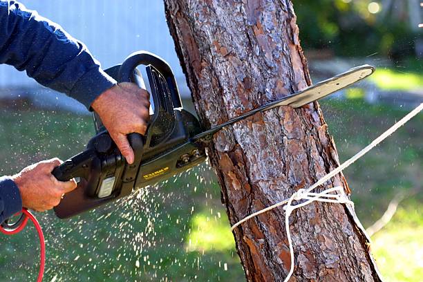 How Our Tree Care Process Works  in  Plain City, UT